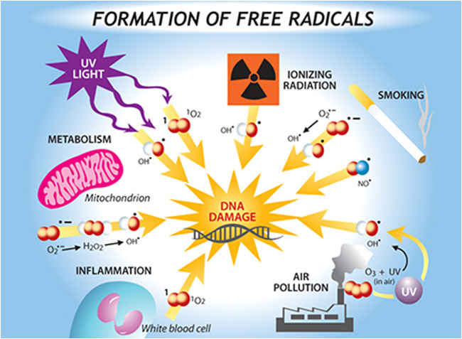 free-radicals